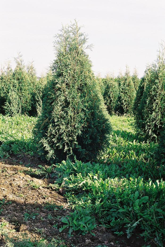 Thuja Occidentalis 'techny' - View 21 from www redcrocus com