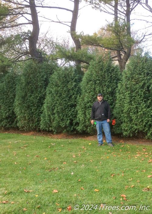 Thuja Occidentalis 'techny' - View 22 from www redcrocus com