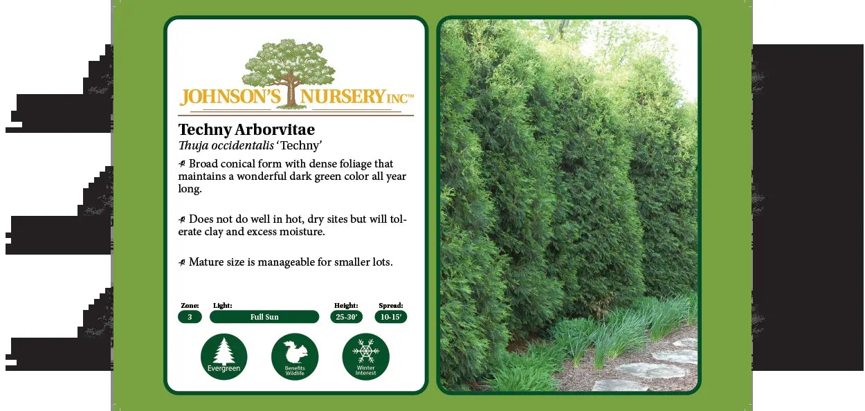 Thuja Occidentalis 'techny' - View 24 from www redcrocus com