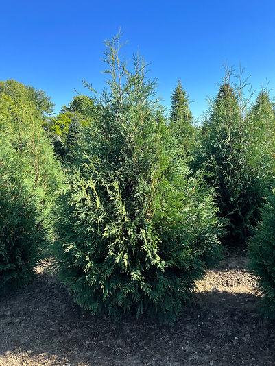 Thuja Occidentalis 'techny' - View 25 from www redcrocus com