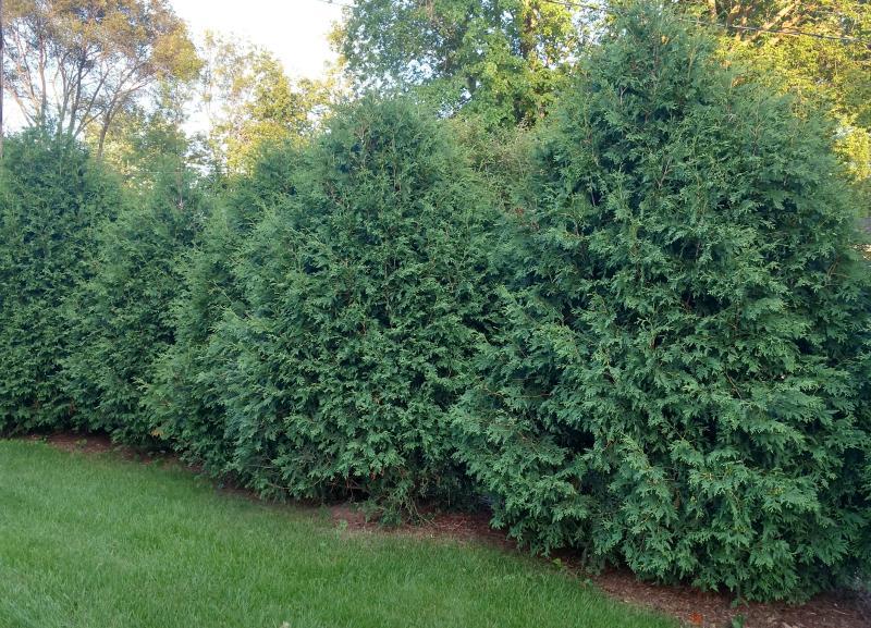 Thuja Occidentalis 'techny' - View 26 from www redcrocus com