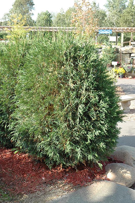 Thuja Occidentalis 'techny' - View 28 from www redcrocus com