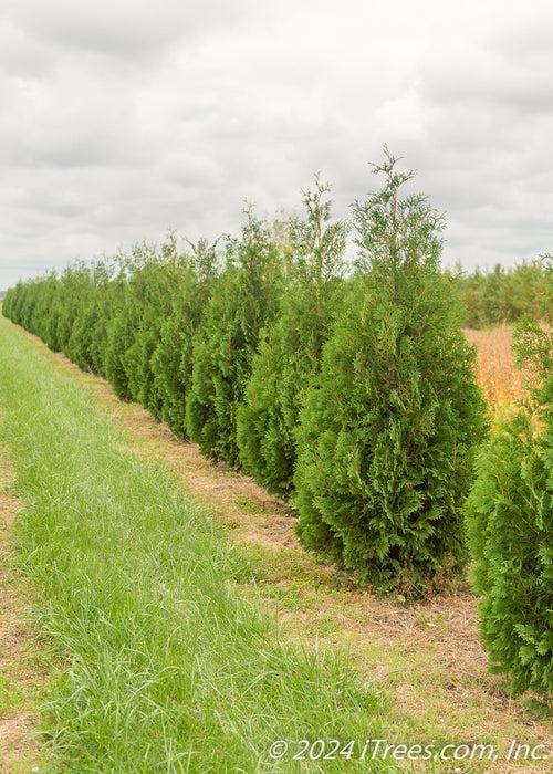 Thuja Occidentalis 'techny' - View 2 from www redcrocus com