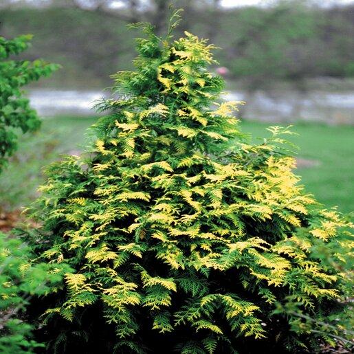 Thuja Occidentalis 'techny' - View 30 from www redcrocus com