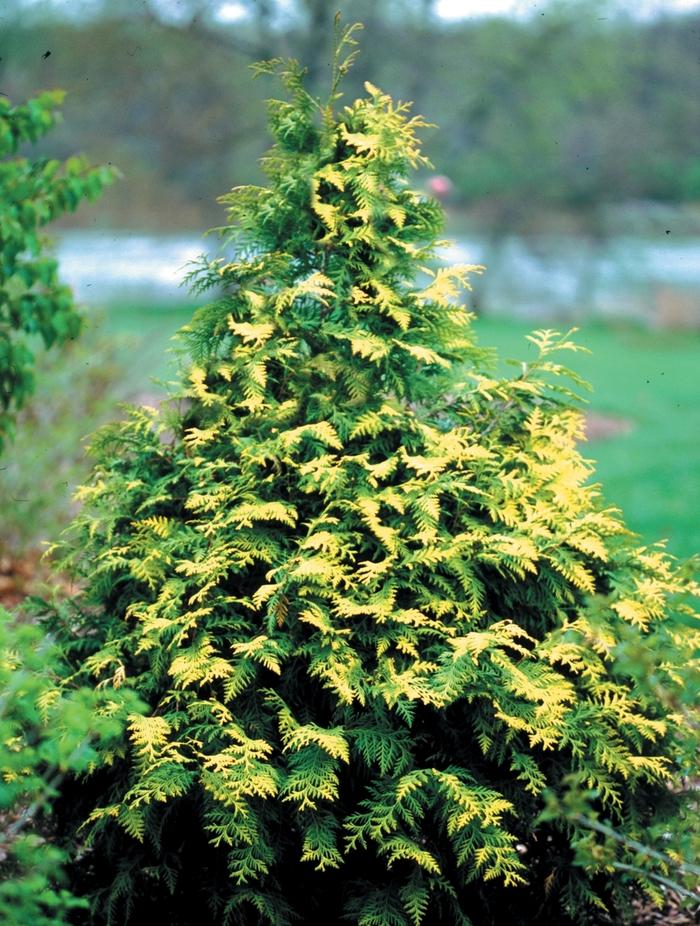 Thuja Occidentalis 'techny' - View 31 from www redcrocus com