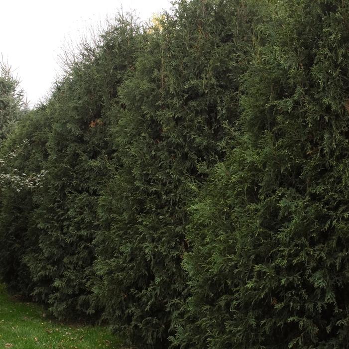 Thuja Occidentalis 'techny' - View 32 from www redcrocus com