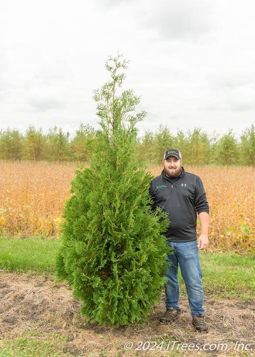 Thuja Occidentalis 'techny' - View 33 from www redcrocus com