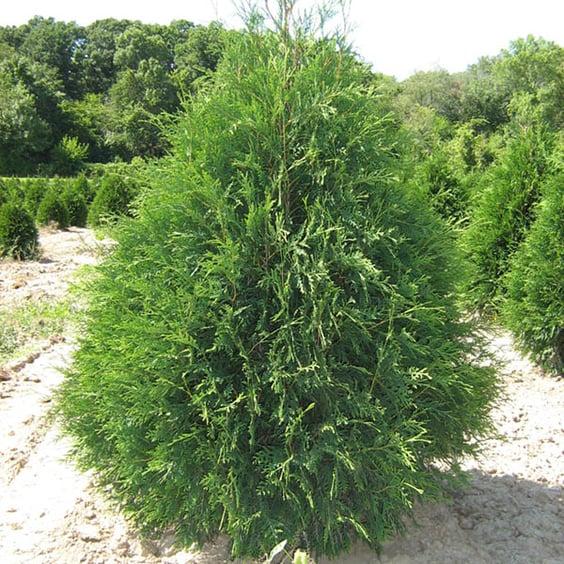 Thuja Occidentalis 'techny' - View 34 from www redcrocus com