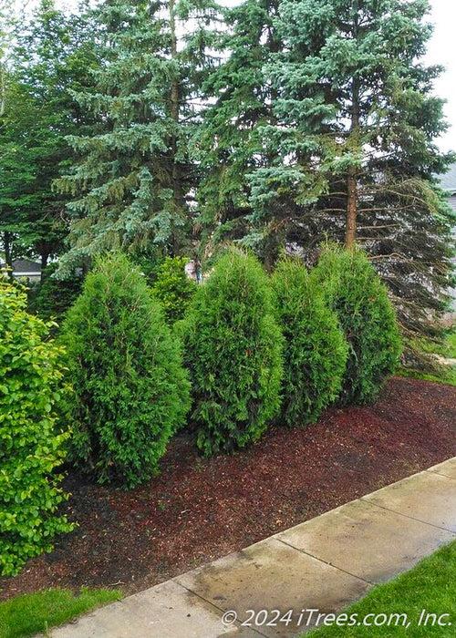 Thuja Occidentalis 'techny' - View 35 from www redcrocus com