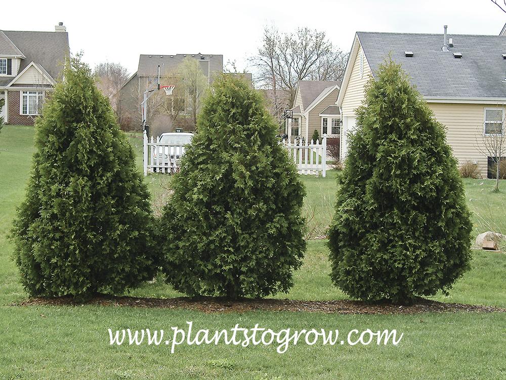 Thuja Occidentalis 'techny' - View 36 from www redcrocus com