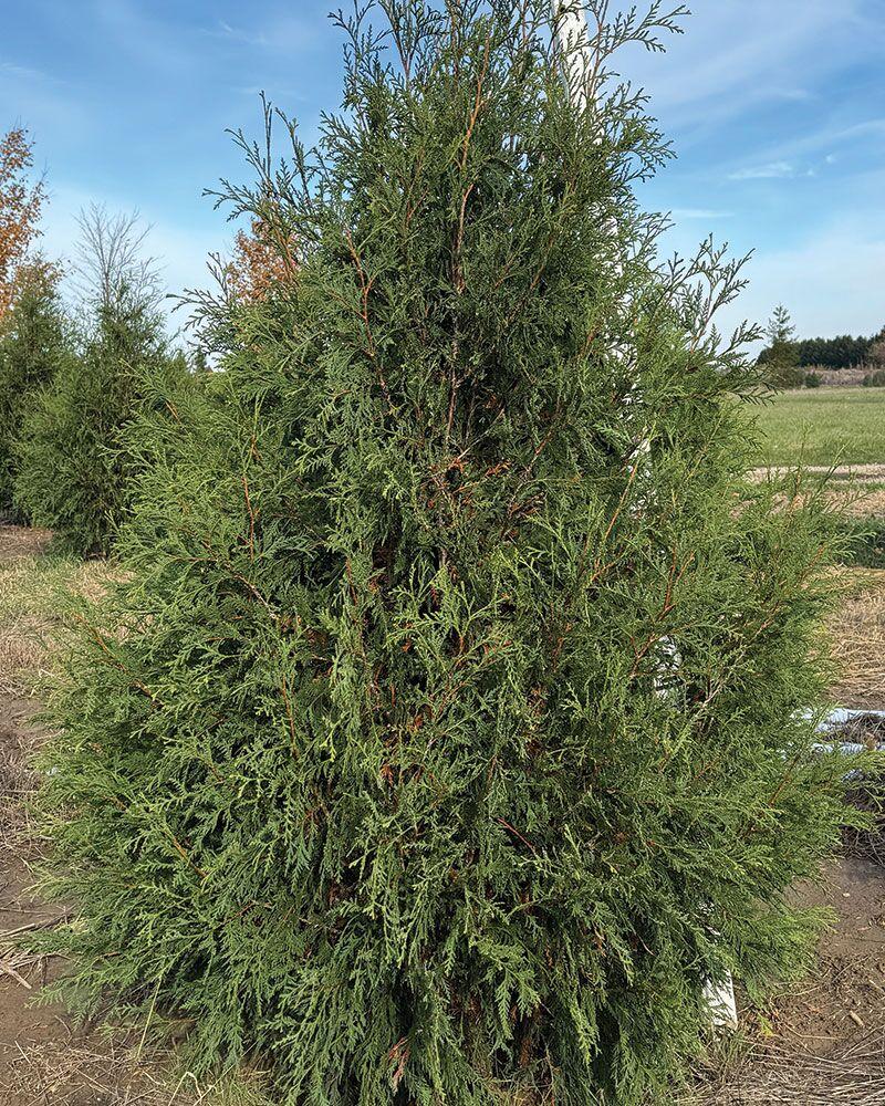 Thuja Occidentalis 'techny' - View 3 from www redcrocus com