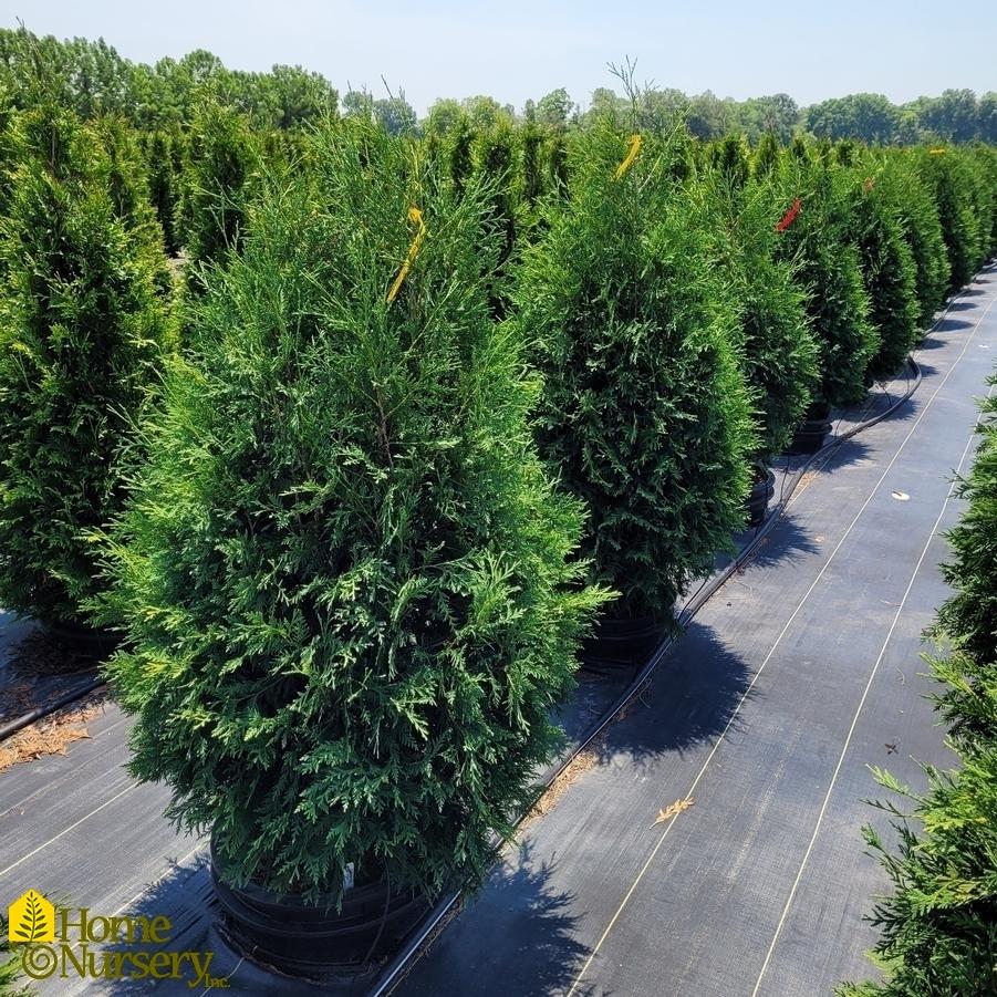 Thuja Occidentalis 'techny' - View 4 from www redcrocus com