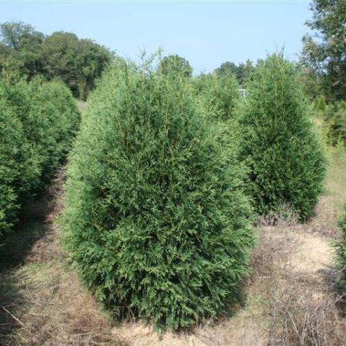 Thuja Occidentalis 'techny' - View 7 from www redcrocus com