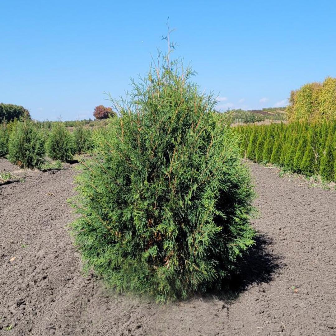 Thuja Occidentalis 'techny' - View 8 from www redcrocus com