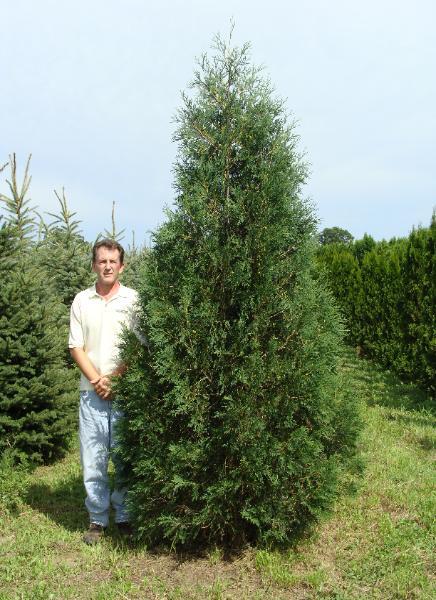 Thuja Occidentalis 'techny' - View 9 from www redcrocus com