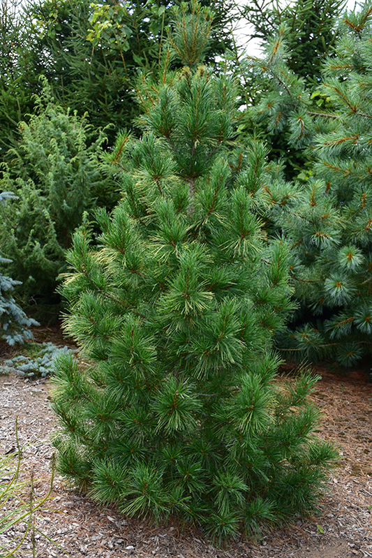 Pinus Strobus Fastigiata - View 10 from www redcrocus com