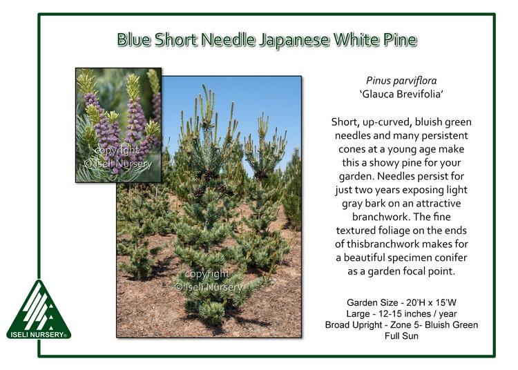 Pinus Parviflora 'glauca' - View 10 from www redcrocus com