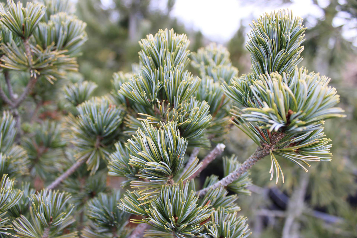 Pinus Parviflora 'glauca' - View 14 from www redcrocus com