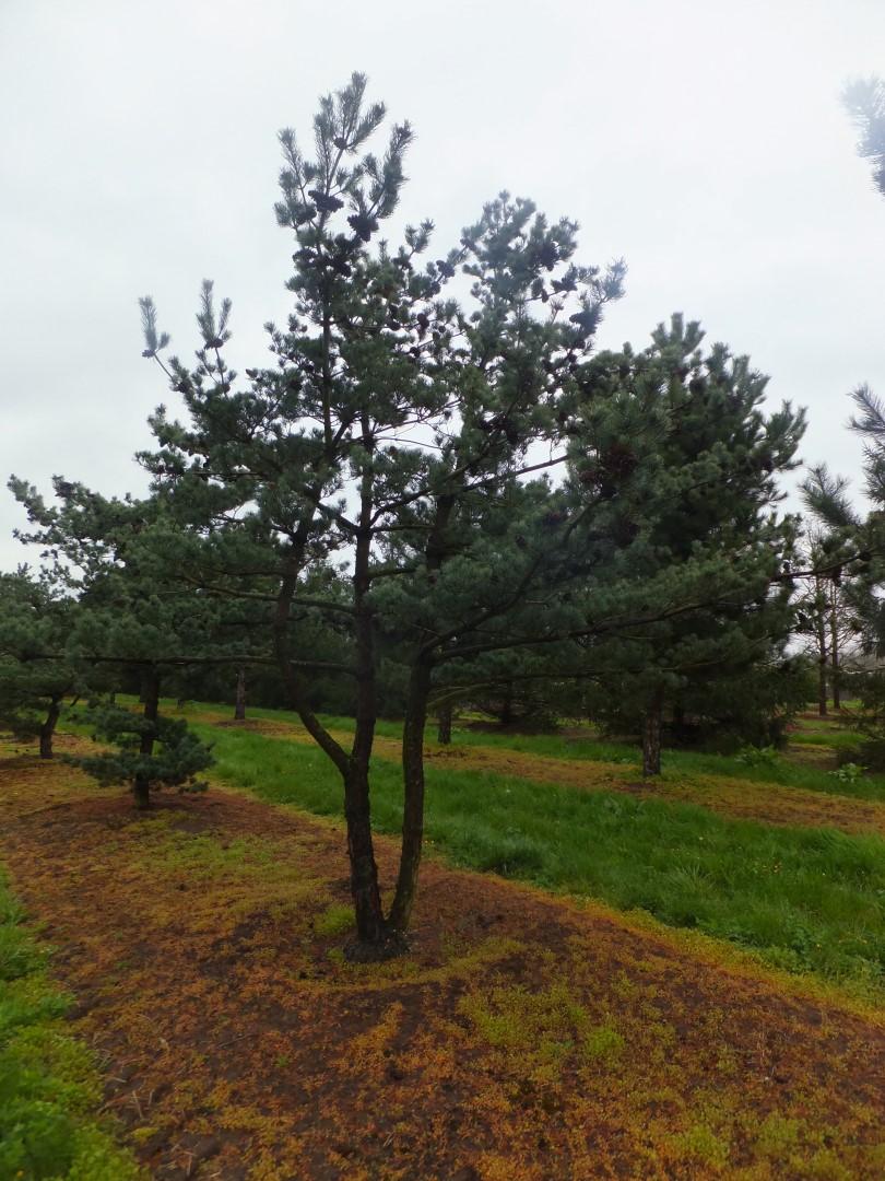 Pinus Parviflora 'glauca' - View 18 from www redcrocus com