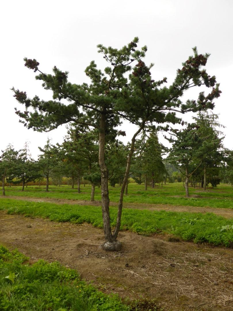 Pinus Parviflora 'glauca' - View 19 from www redcrocus com