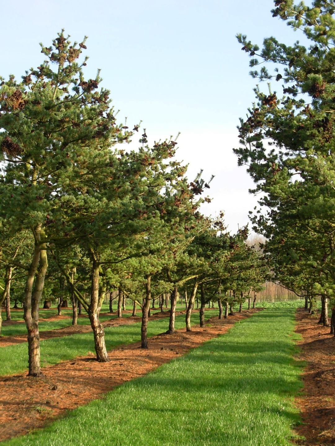 Pinus Parviflora 'glauca' - View 1 from www redcrocus com