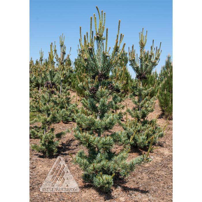 Pinus Parviflora 'glauca' - View 20 from www redcrocus com