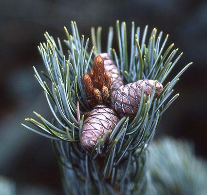 Pinus Parviflora 'glauca' - View 22 from www redcrocus com
