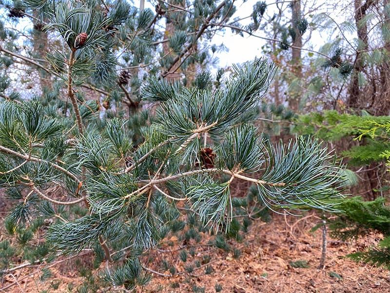 Pinus Parviflora 'glauca' - View 24 from www redcrocus com