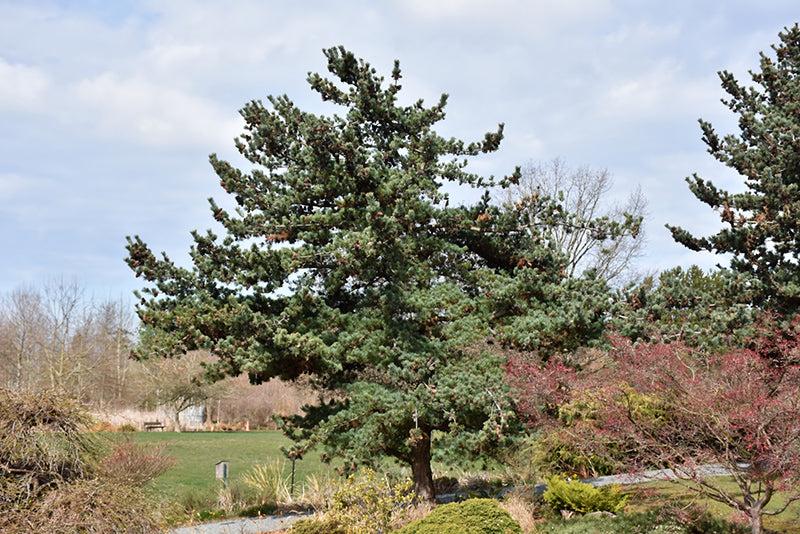 Pinus Parviflora 'glauca' - View 25 from www redcrocus com