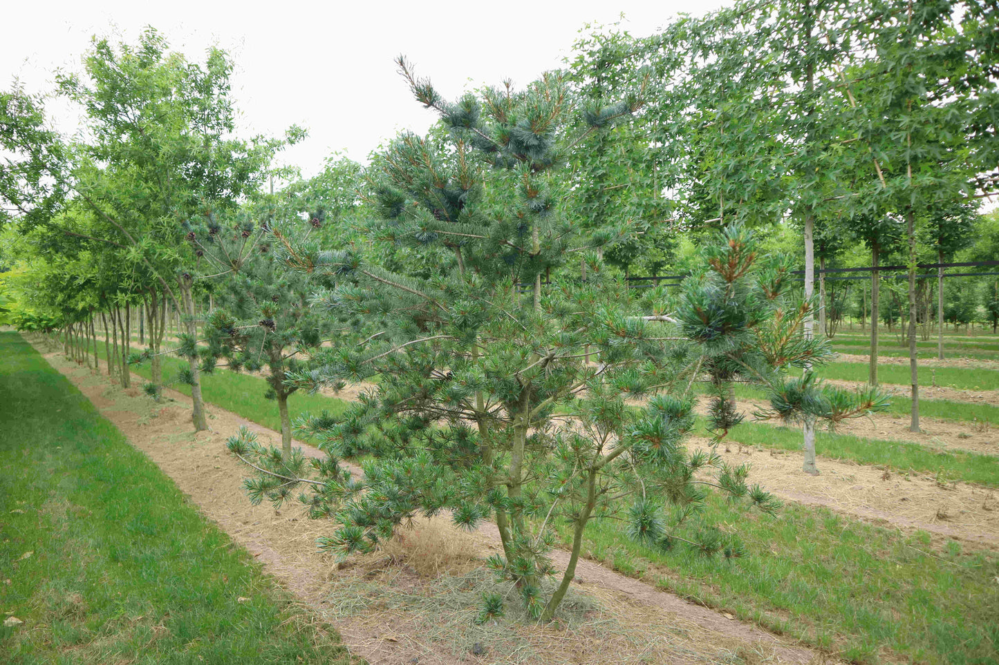 Pinus Parviflora 'glauca' - View 26 from www redcrocus com