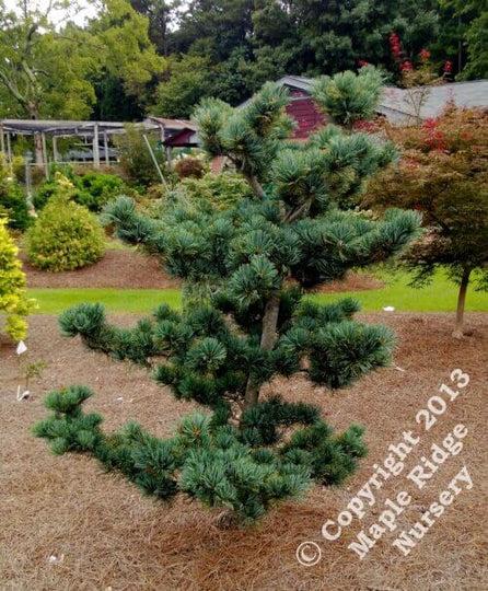 Pinus Parviflora 'glauca' - View 27 from www redcrocus com