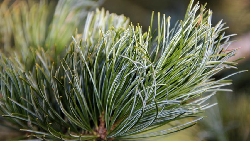 Pinus Parviflora 'glauca' - View 31 from www redcrocus com