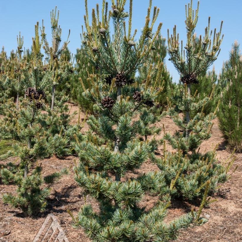 Pinus Parviflora 'glauca' - View 33 from www redcrocus com
