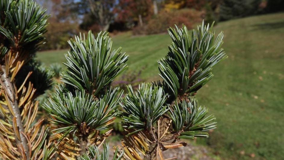 Pinus Parviflora 'glauca' - View 34 from www redcrocus com