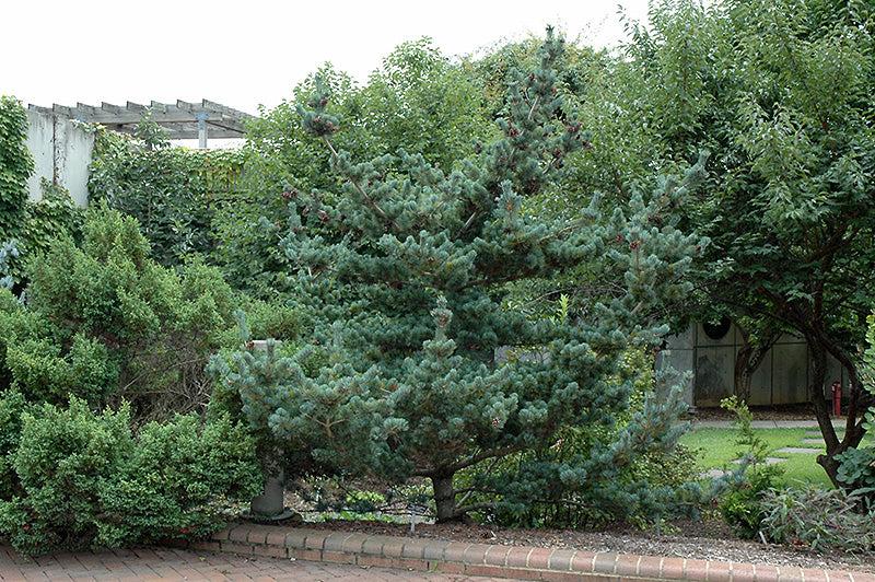 Pinus Parviflora 'glauca' - View 36 from www redcrocus com