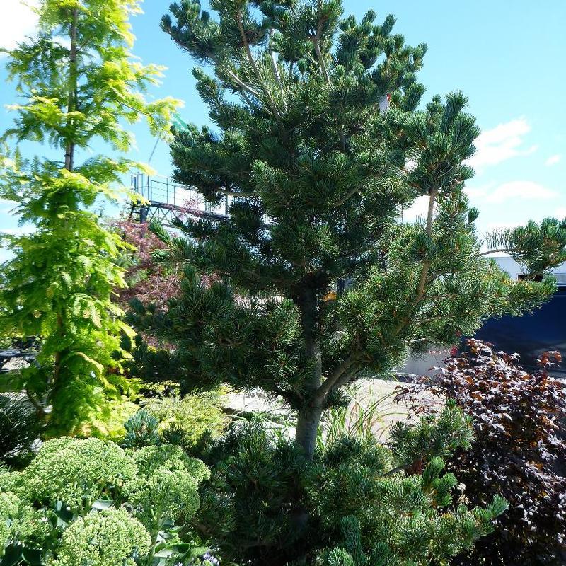 Pinus Parviflora 'glauca' - View 37 from www redcrocus com