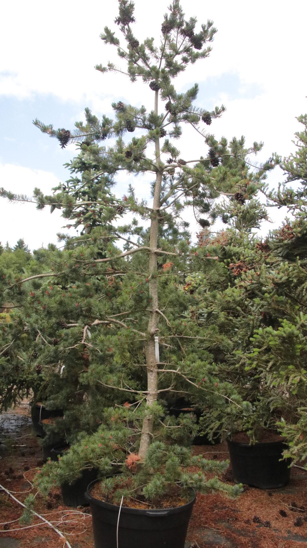 Pinus Parviflora 'glauca' - View 3 from www redcrocus com