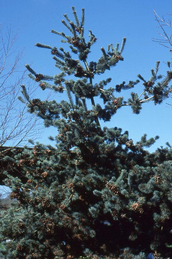 Pinus Parviflora 'glauca' - View 4 from www redcrocus com