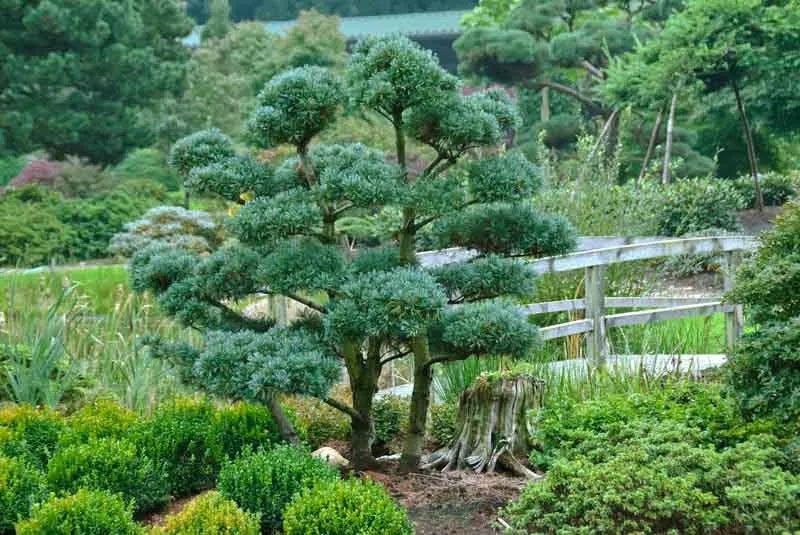 Pinus Parviflora 'glauca' - View 5 from www redcrocus com