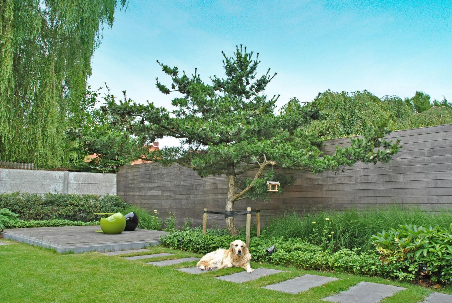Pinus Parviflora 'glauca' - View 7 from www redcrocus com