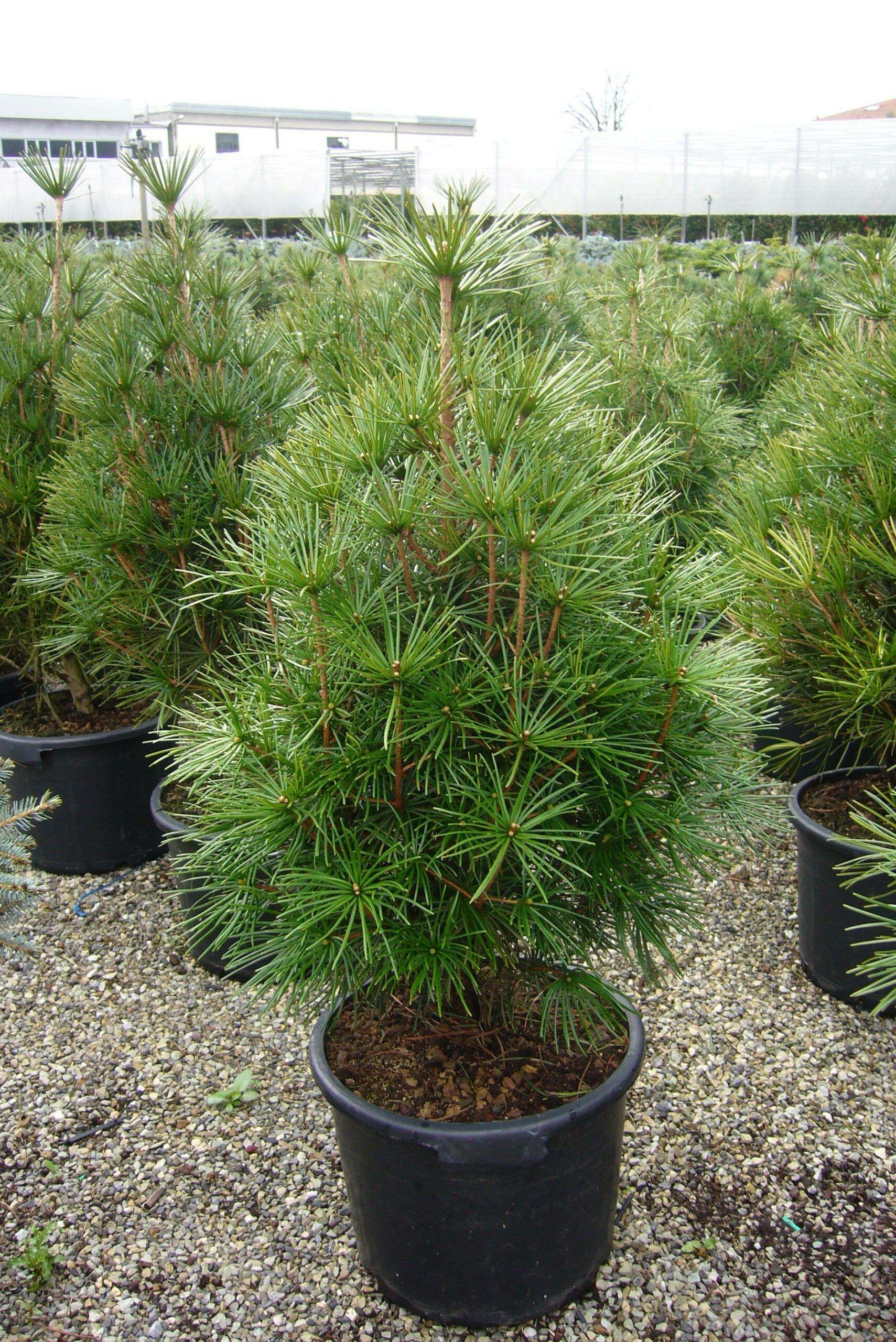 Sciadopitys Verticillata - View 12 from www redcrocus com