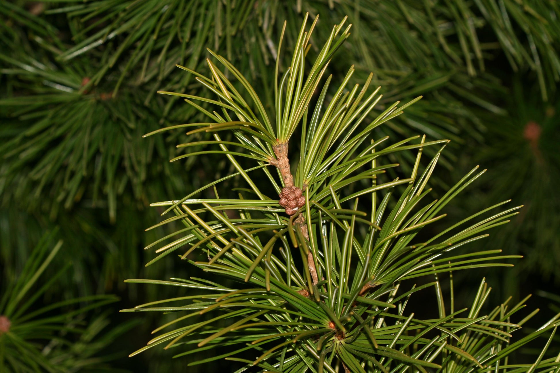 Sciadopitys Verticillata - View 4 from www redcrocus com