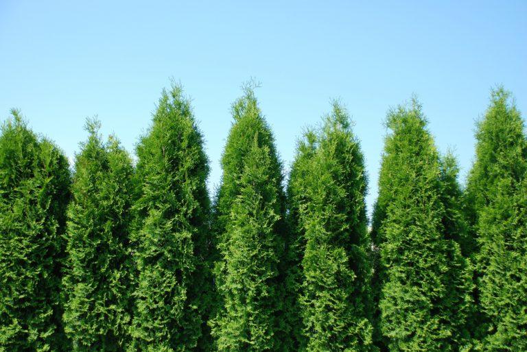 Thuja Plicata Green Giant - View 20 from www redcrocus com