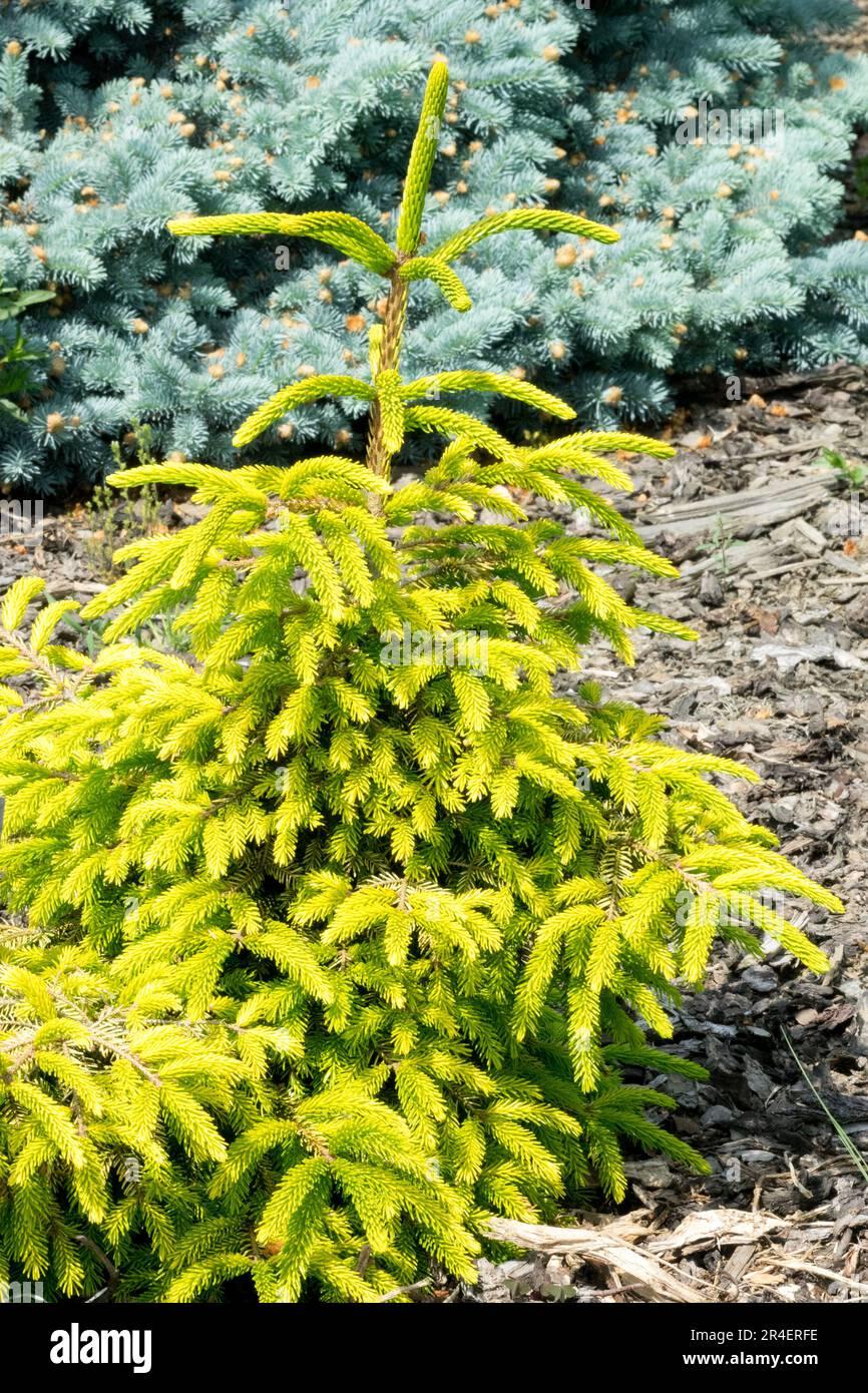Picea Orientalis - View 10 from www redcrocus com