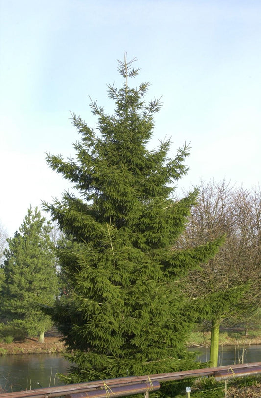 Picea Orientalis - View 11 from www redcrocus com