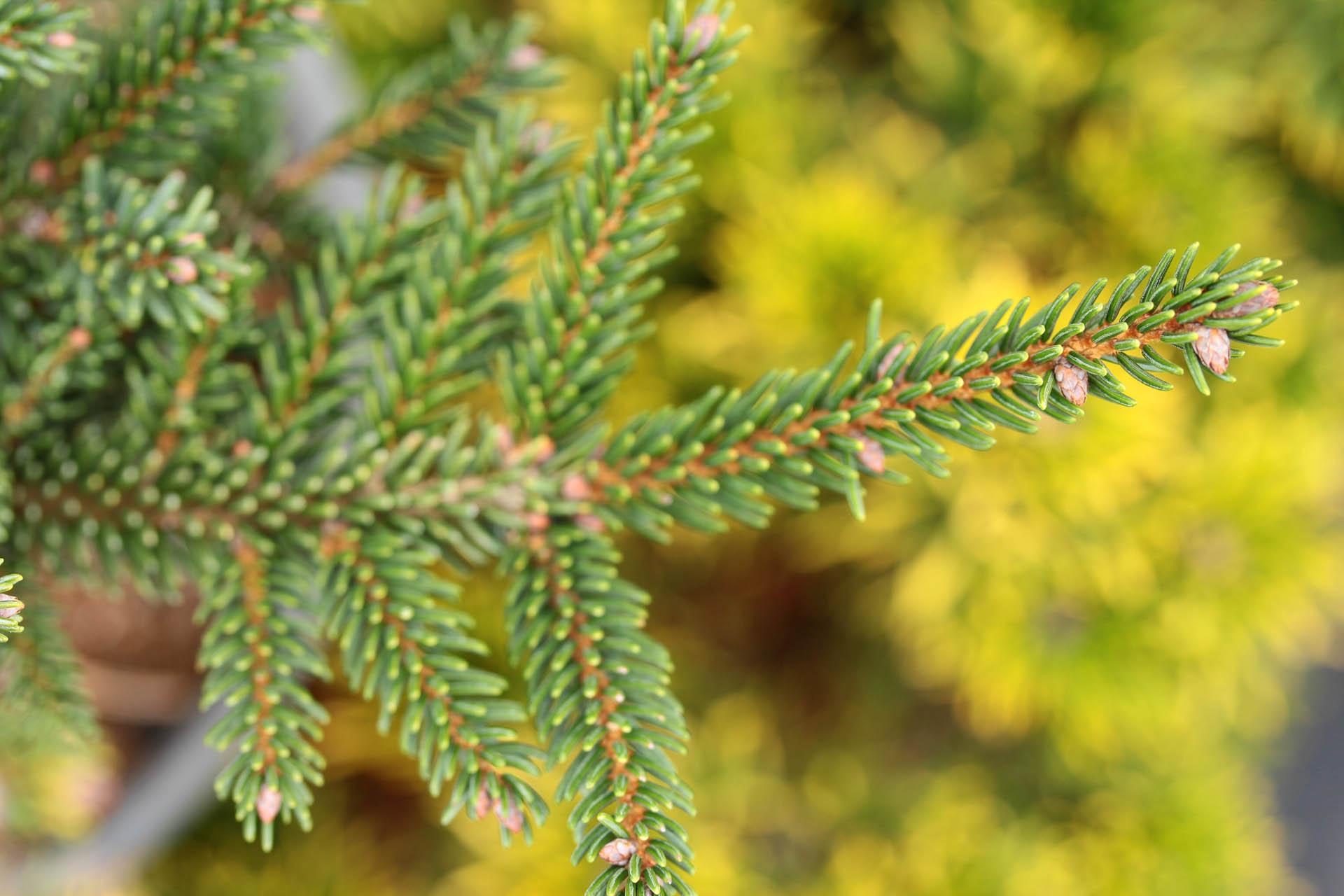 Picea Orientalis - View 15 from www redcrocus com