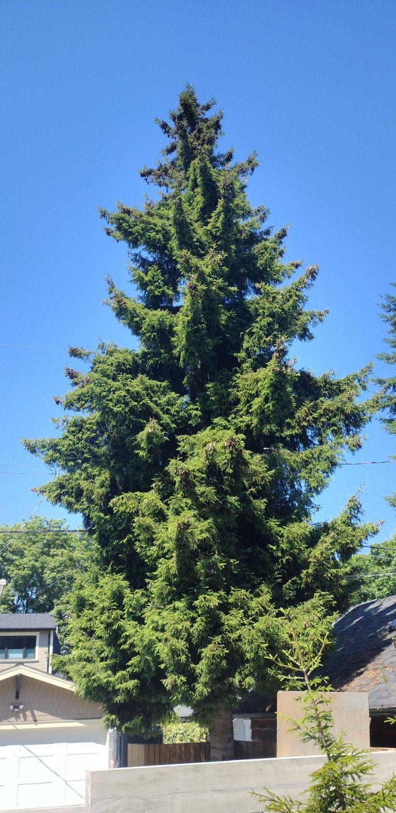 Picea Orientalis - View 17 from www redcrocus com