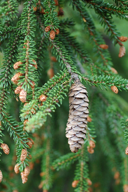 Picea Orientalis - View 1 from www redcrocus com