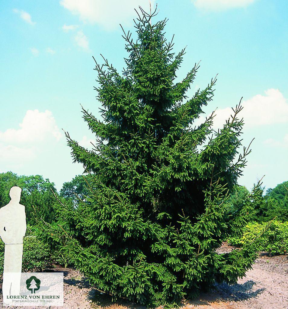 Picea Orientalis - View 20 from www redcrocus com