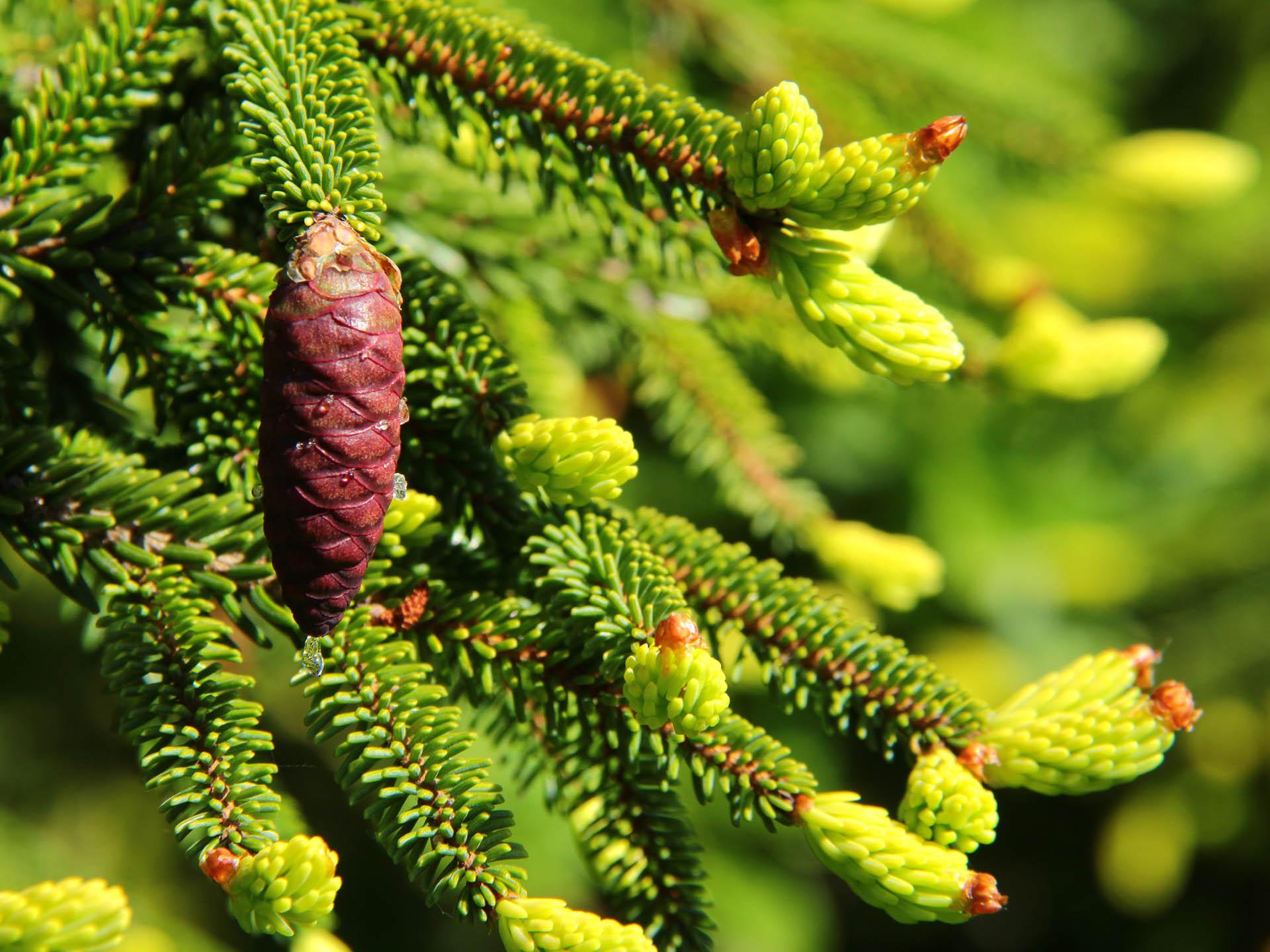 Picea Orientalis - View 2 from www redcrocus com